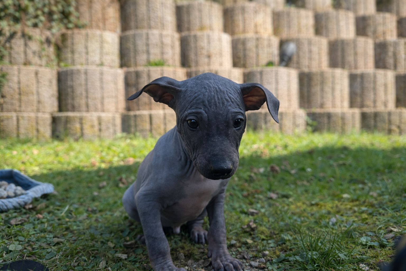 American Hairless Terrier Welpe aus PREMIUMZUCHT