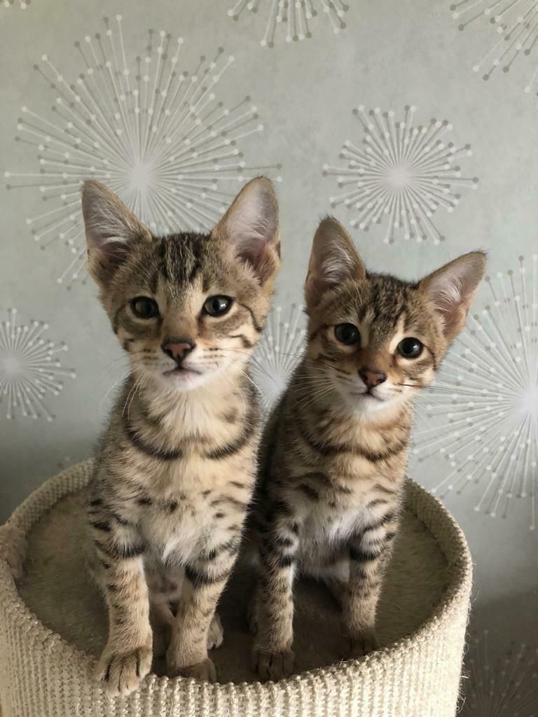 Savannah F3-Kätzchen