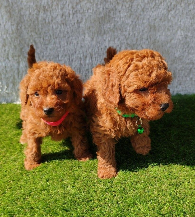 Toy und Zwerg Pudel-Welpen