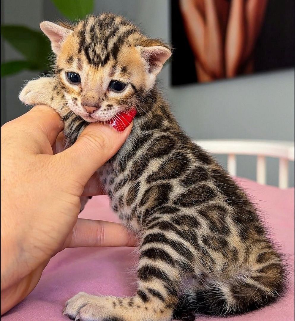 Reinrassige Bengal Kitten
