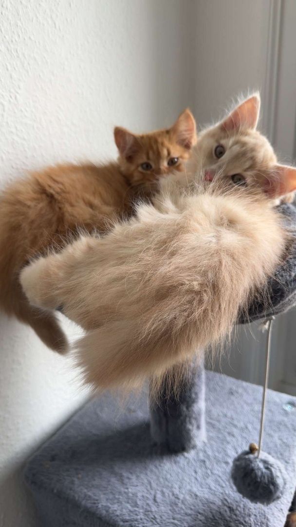 Maine Coon - Siam Mix Männchen