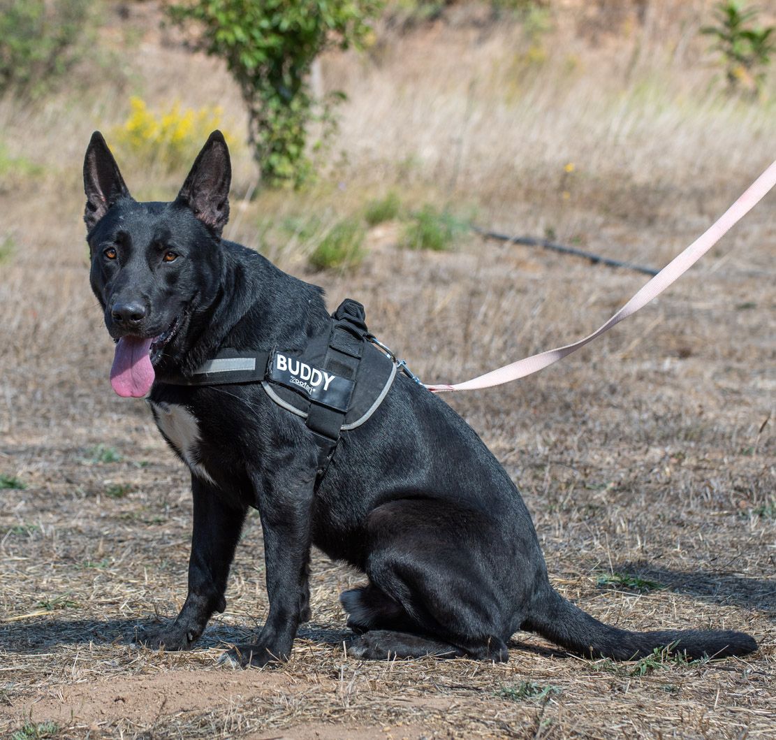 Luke - ein prima Kumpel