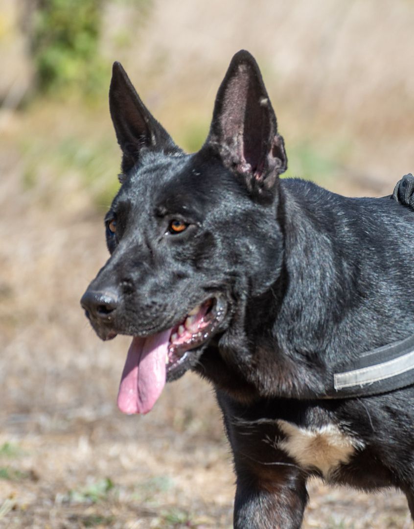 Luke - ein prima Kumpel