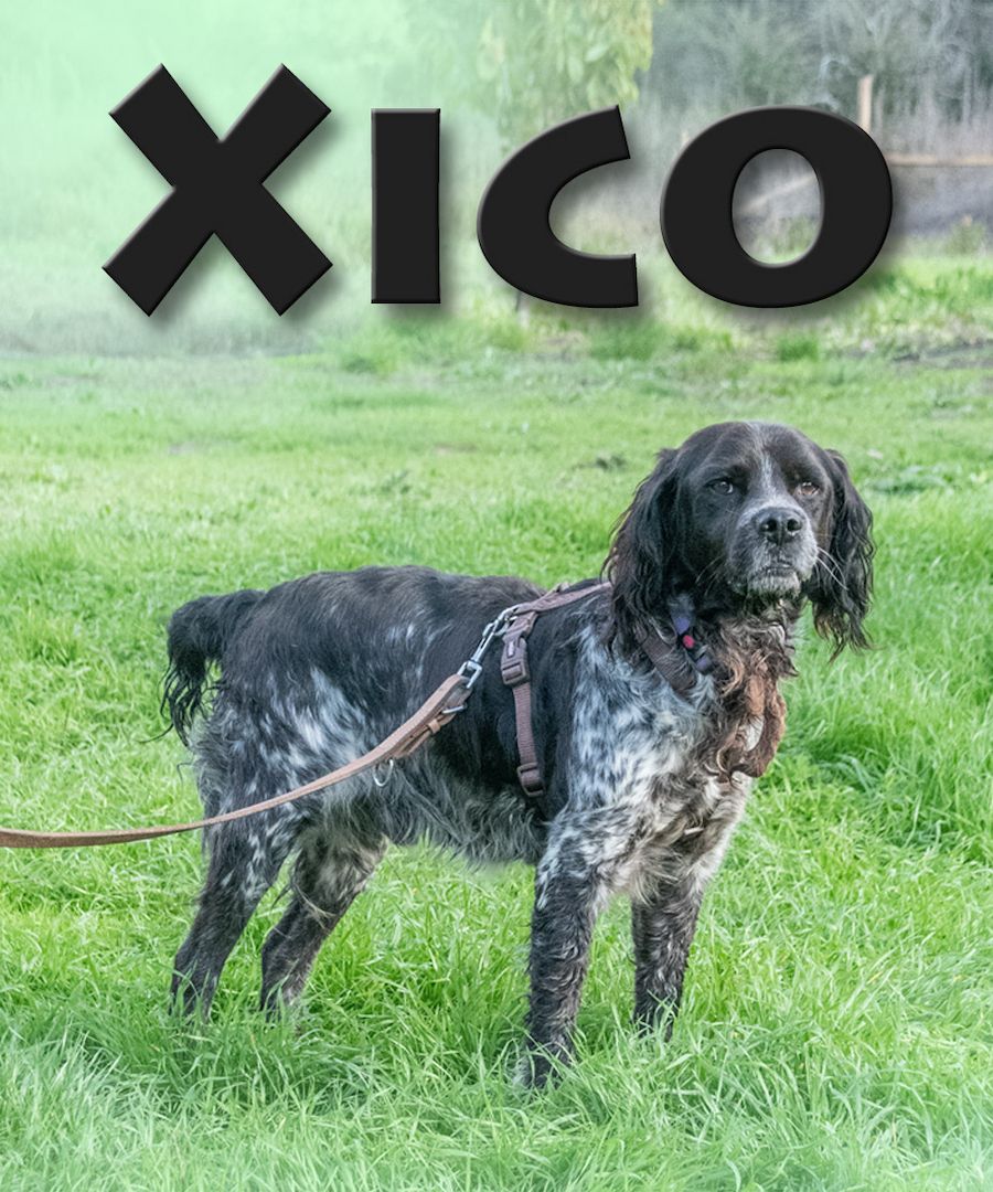 Xico - ein unkomplizierter Begleiter