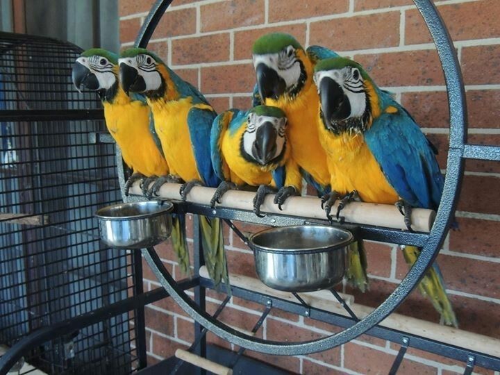 Blau-Gelbe Ara-Babys bereit zum Abgeben