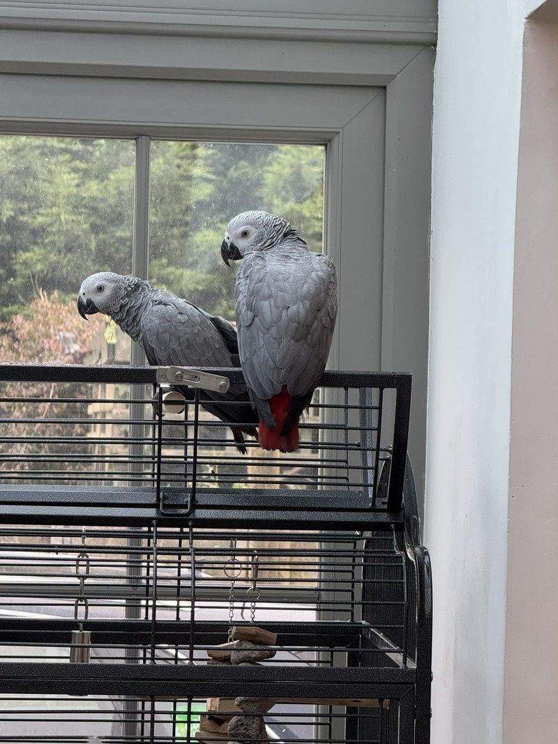 Afrikanische Graupapageien suchen ein liebevolles Zuhause