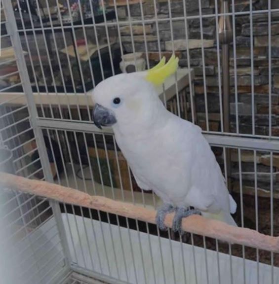 Wunderschöne männliche und weibliche Kakadus verfügbar