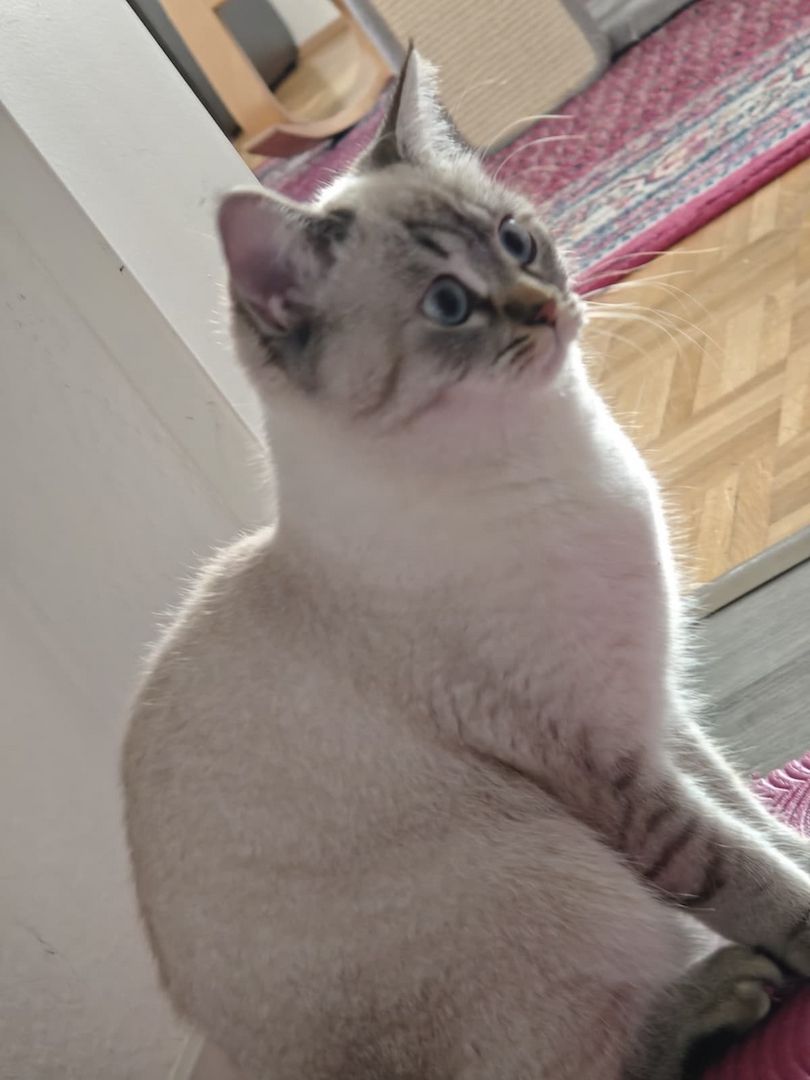 💙 Heilige Birma-Kätzin „Blue Tabby Point" sucht liebevolles Zuhause – ideal für Allergiker