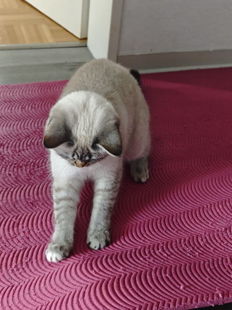 💙 Heilige Birma-Kätzin „Blue Tabby Point" sucht liebevolles Zuhause – ideal für Allergiker