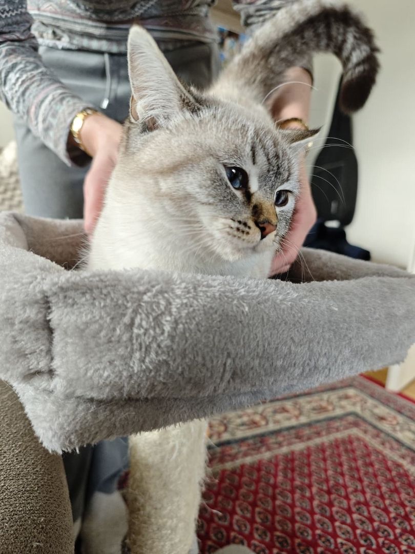 💙 Heilige Birma-Kätzin „Blue Tabby Point" sucht liebevolles Zuhause – ideal für Allergiker
