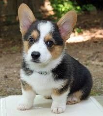 Süße Pembroke Welsh Corgi Welpen (Rüden und Hündinnen)