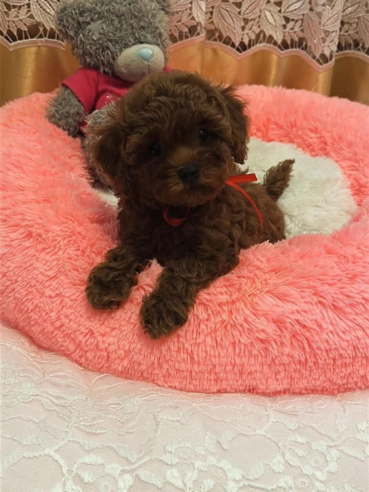 Pudelwelpen (Rüde und Hündin)