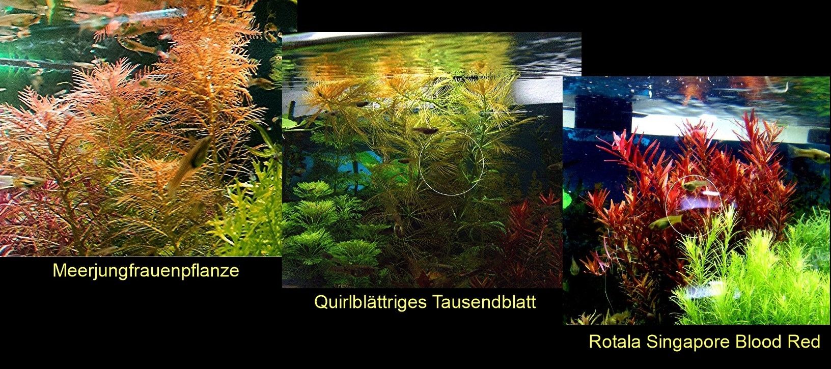 Meerjungfrauenpflanze, Quirlbl. Tausendblatt, Rotala Singapore