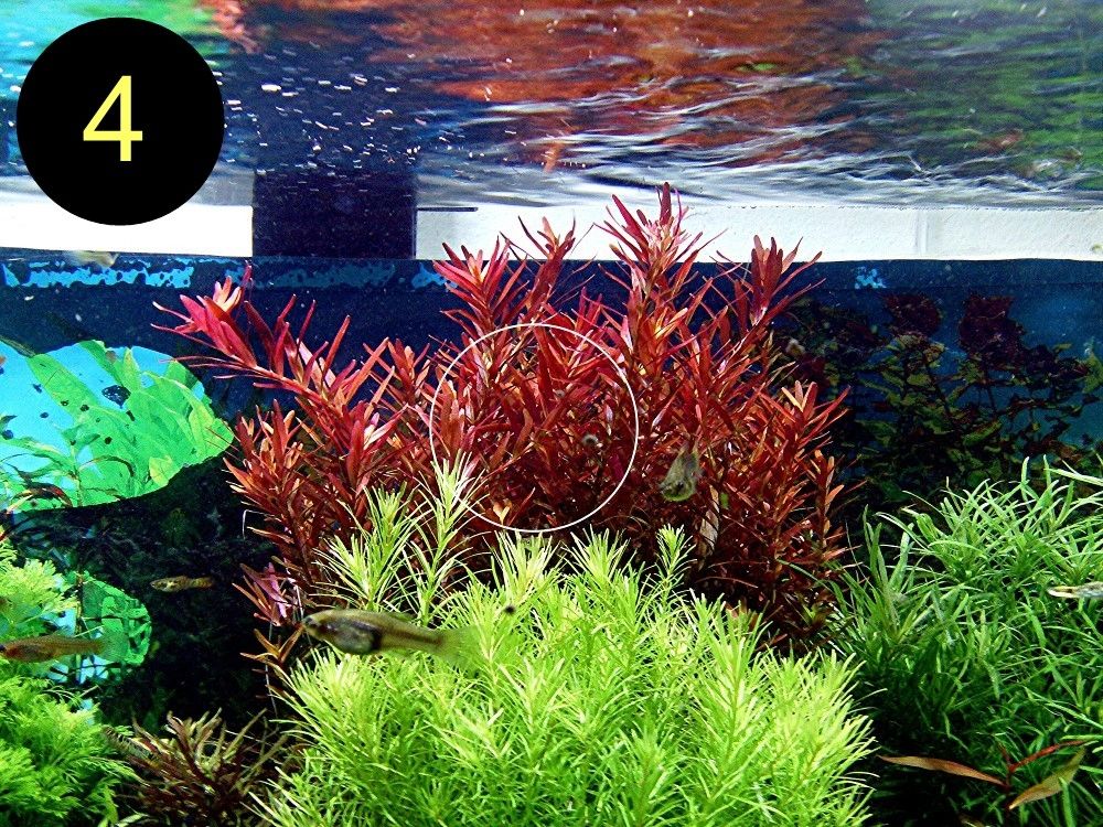 Meerjungfrauenpflanze, Quirlbl. Tausendblatt, Rotala Singapore