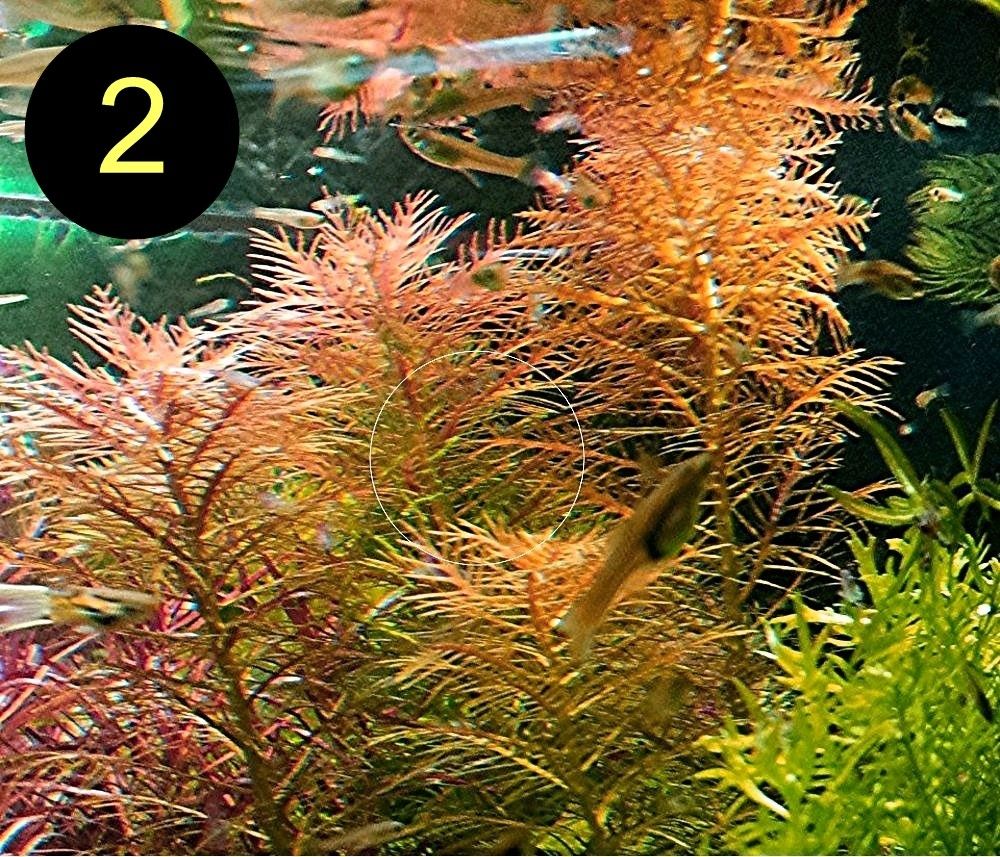 Meerjungfrauenpflanze, Quirlbl. Tausendblatt, Rotala Singapore