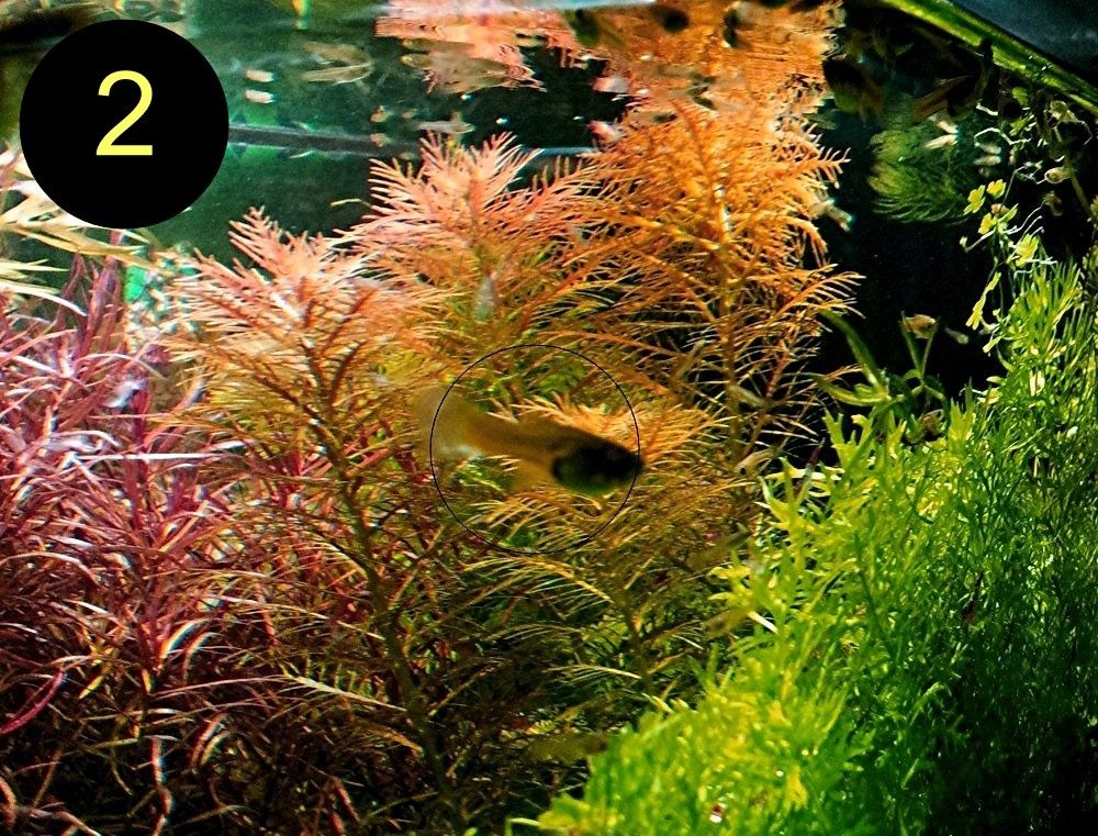 Meerjungfrauenpflanze, Quirlbl. Tausendblatt, Rotala Singapore