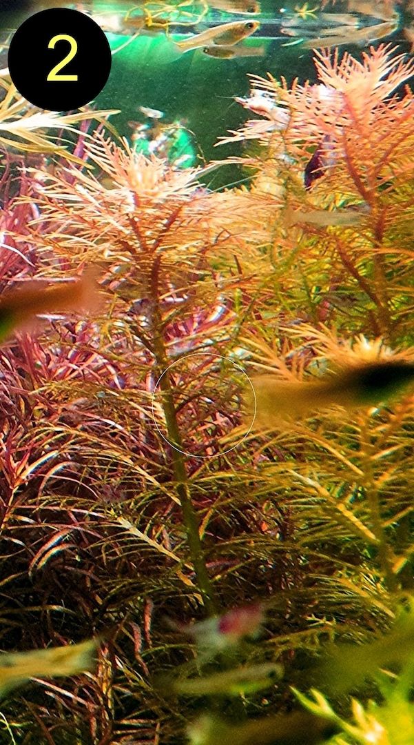 Meerjungfrauenpflanze, Quirlbl. Tausendblatt, Rotala Singapore