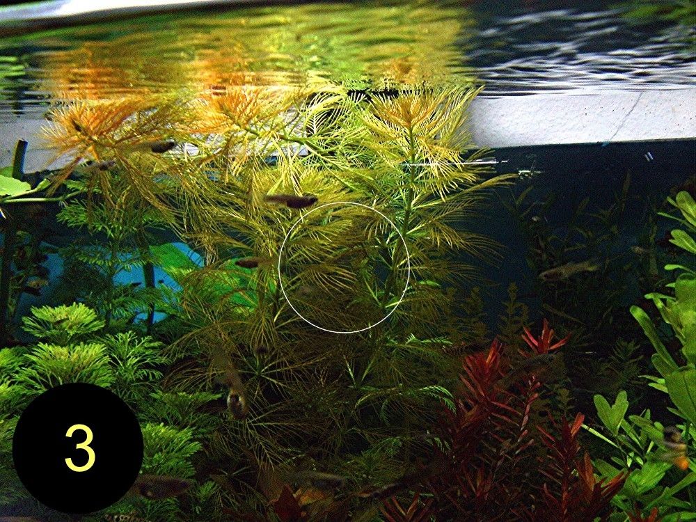 Meerjungfrauenpflanze, Quirlbl. Tausendblatt, Rotala Singapore