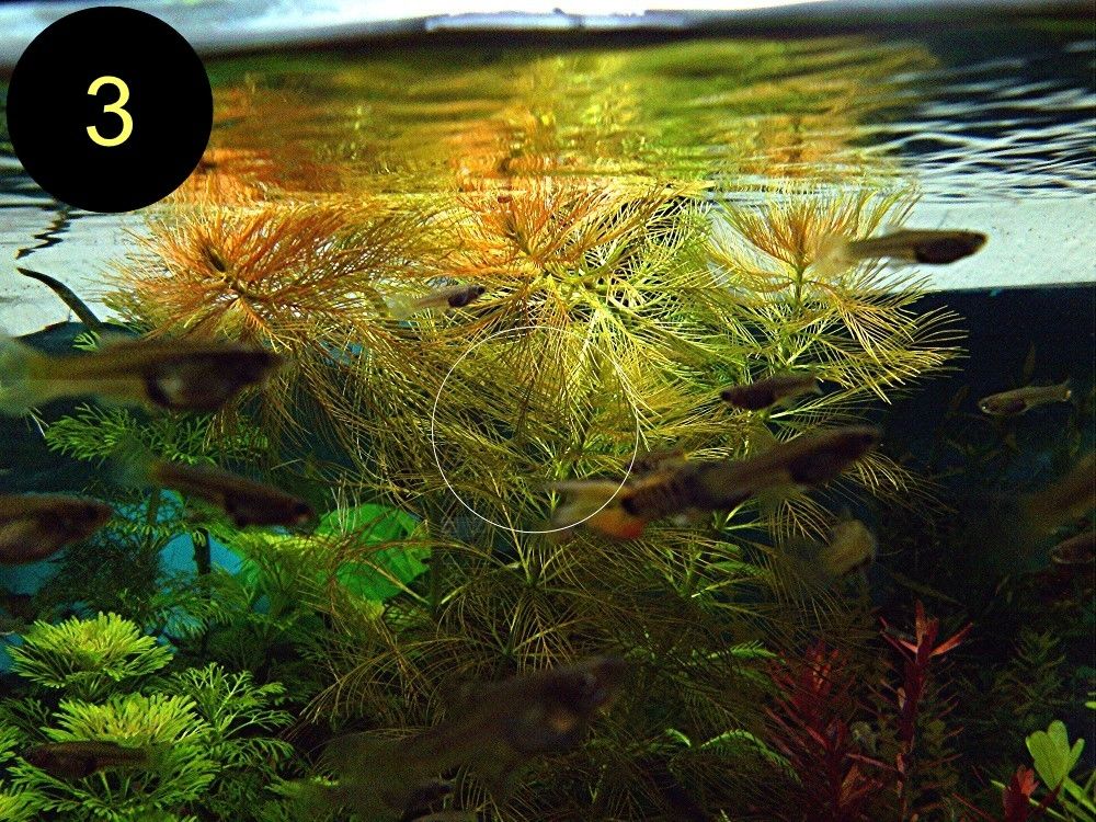 Meerjungfrauenpflanze, Quirlbl. Tausendblatt, Rotala Singapore