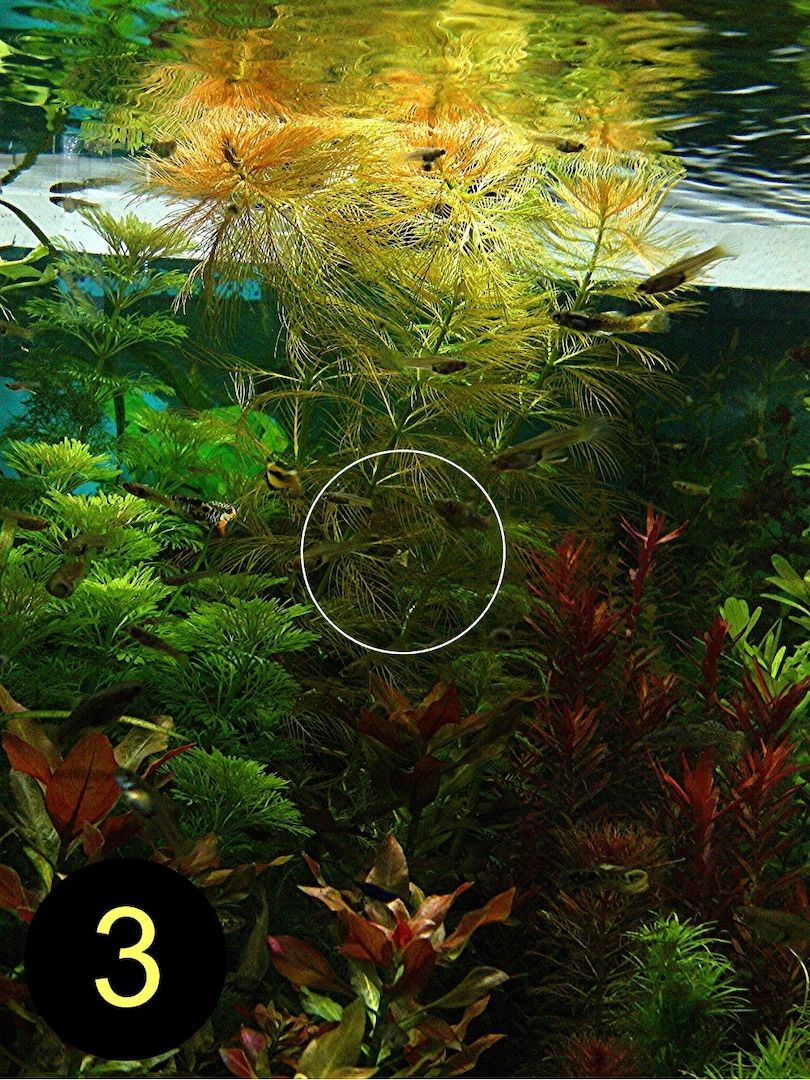 Meerjungfrauenpflanze, Quirlbl. Tausendblatt, Rotala Singapore