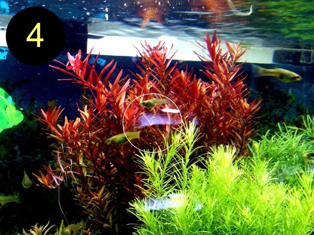 Meerjungfrauenpflanze, Quirlbl. Tausendblatt, Rotala Singapore