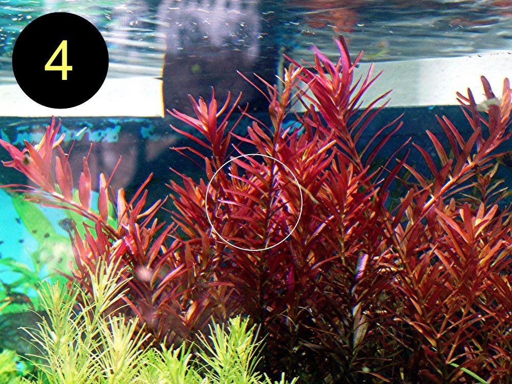 Meerjungfrauenpflanze, Quirlbl. Tausendblatt, Rotala Singapore