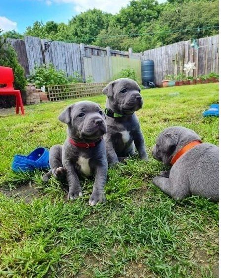 Blue Staffordshire Welpen