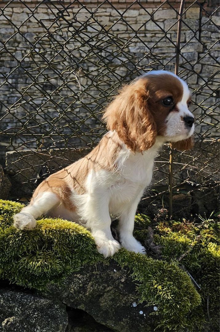Cavalier King Charles Spaniel Welpen. Rüden und hündinnen