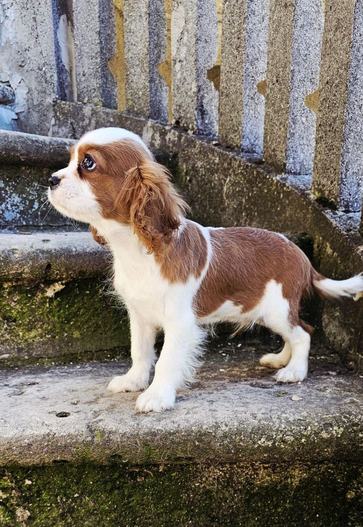 Cavalier King Charles Spaniel Welpen. Rüden und hündinnen