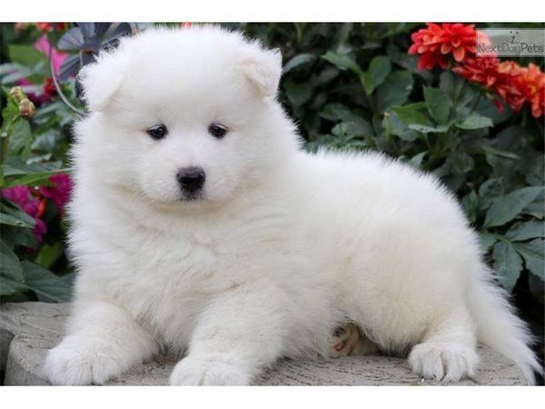 Samoyed Welpen