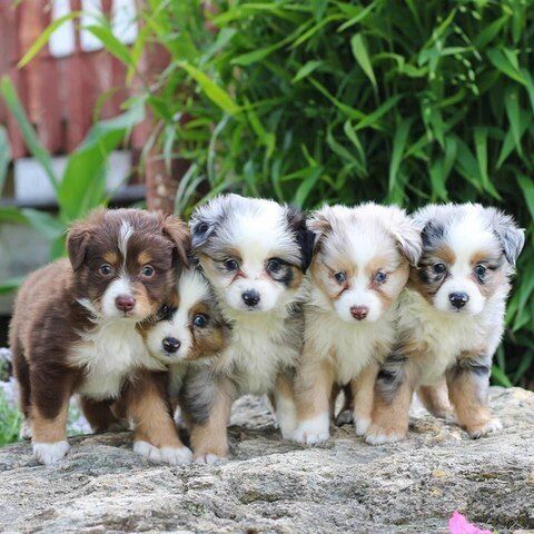 Australian Shepherd Welpen