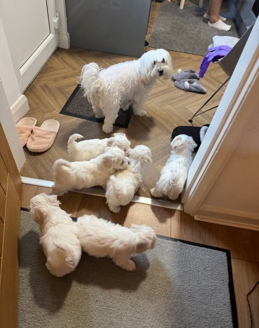 Bezaubernde Bichon Frisé Welpen zu verkaufen