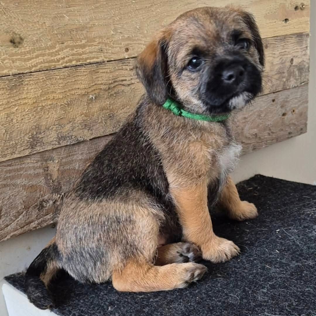 Liebevolle Border-Terrier-Welpen zu verkaufen.
