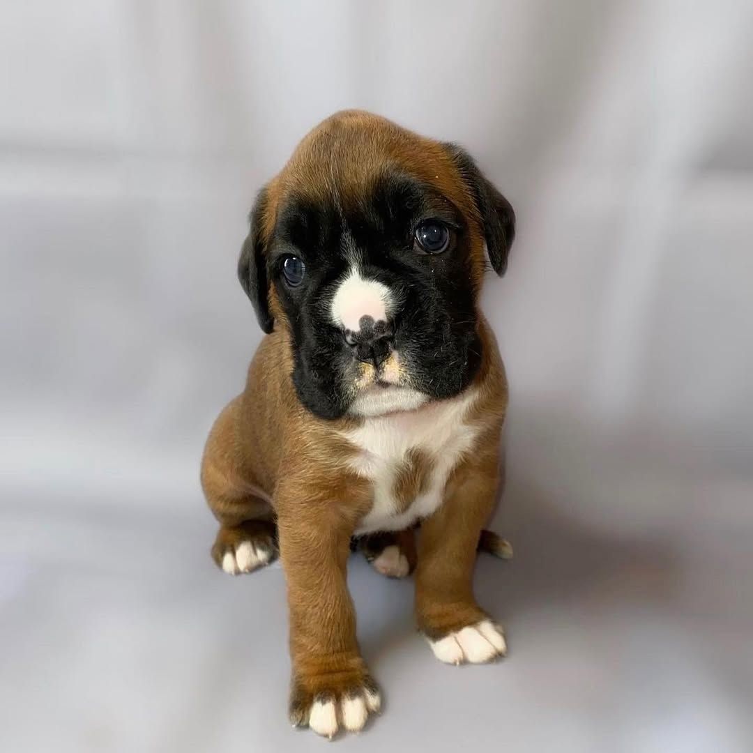 Wunderschöne Boxerwelpen zu verkaufen.