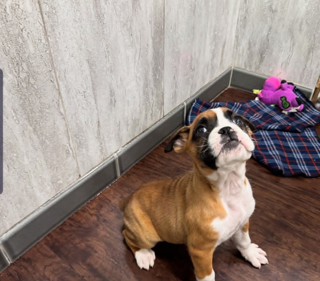 Wunderschöne Boxerwelpen zu verkaufen.