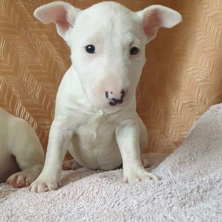 Niedliche Bullterrier-Welpen zu verkaufen.