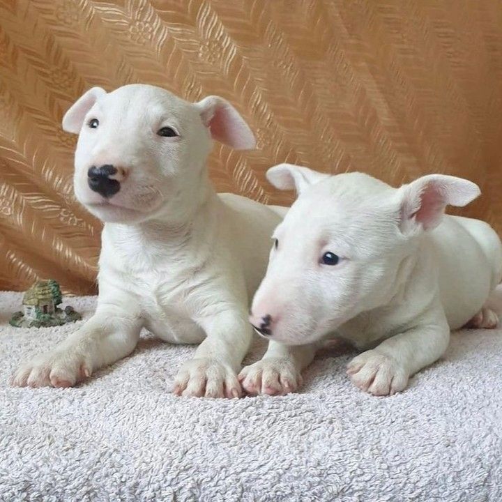 Niedliche Bullterrier-Welpen zu verkaufen.