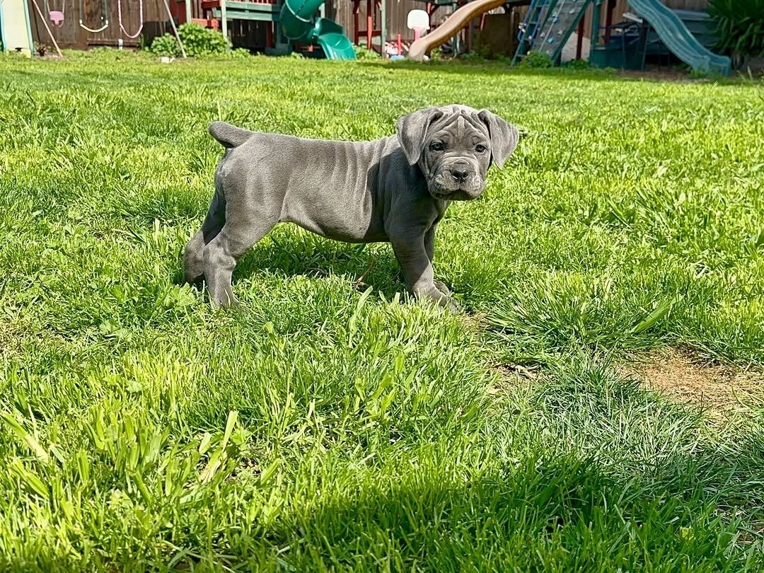 Süße Cane Corso Welpen zu verkaufen.
