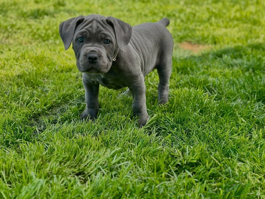 Süße Cane Corso Welpen zu verkaufen.