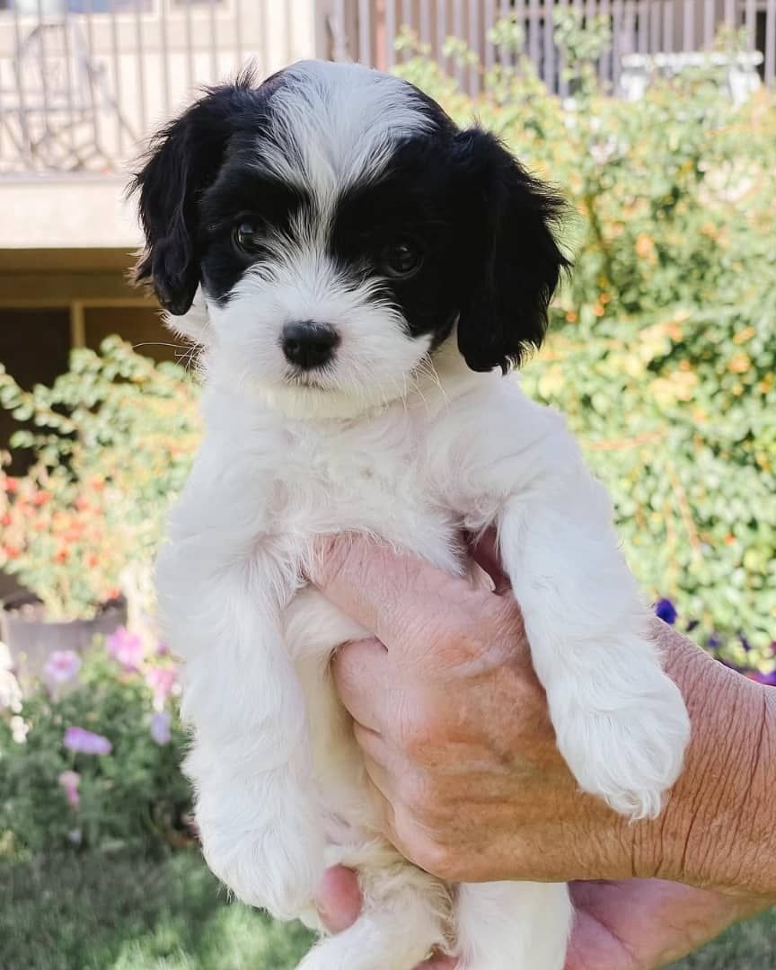 Bezaubernde Cavalier King Charles Spaniel