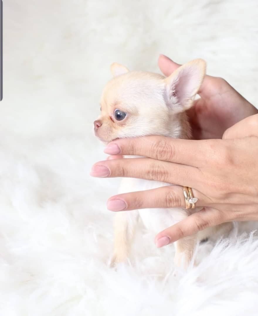 Liebevolle Chihuahua-Welpen zu verkaufen.