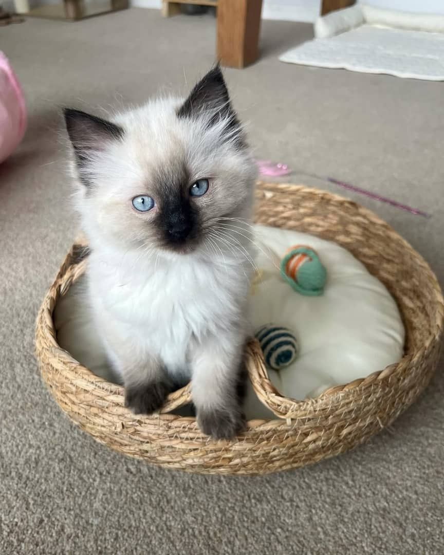 Wunderschöne Ragdoll-Kätzchen zu verkaufen