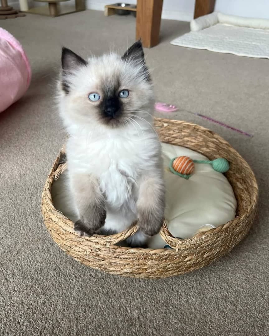 Wunderschöne Ragdoll-Kätzchen zu verkaufen