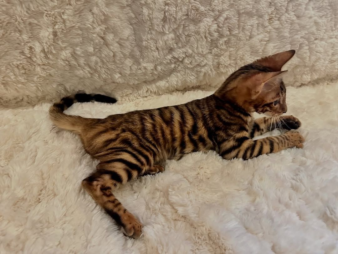 Bezaubernde Toyger-Kätzchen suchen ein liebevolles Zuhause.