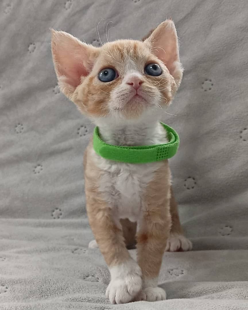 Wunderschöne Cornish Rex-Kätzchen zu verkaufen.