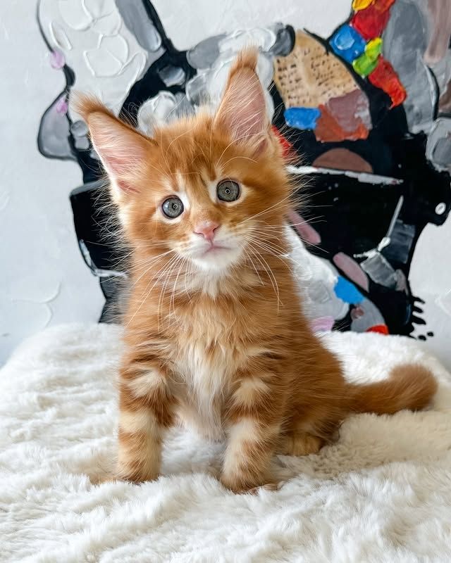 Süße Maine-Coon-Kätzchen suchen ein liebevolles Zuhause.