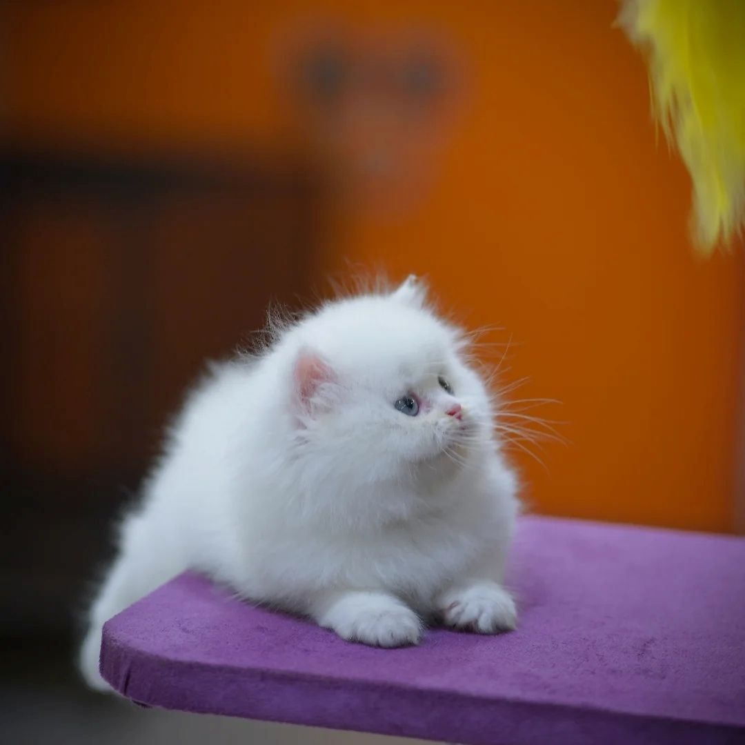 Wunderschöne Perserkätzchen zu verkaufen.