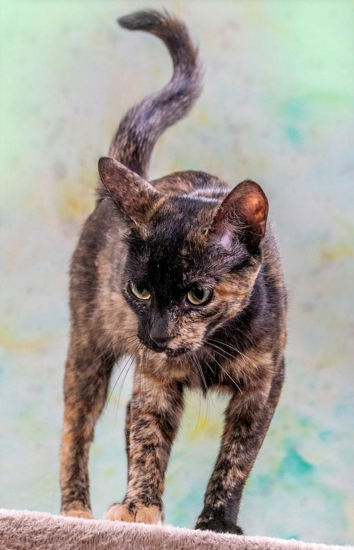 Esperanca - eine feine Lady