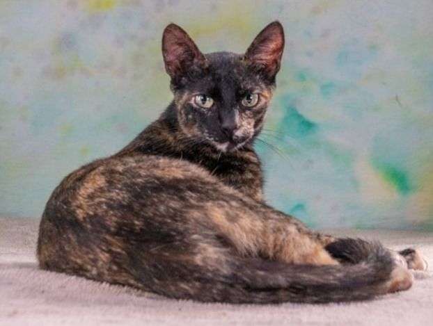 Esperanca - eine feine Lady