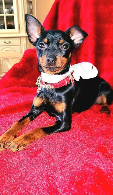 Prager Rattler   weiblich abgabebereit